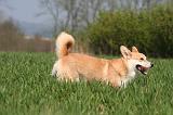 CORGI PEMBROKE 1294